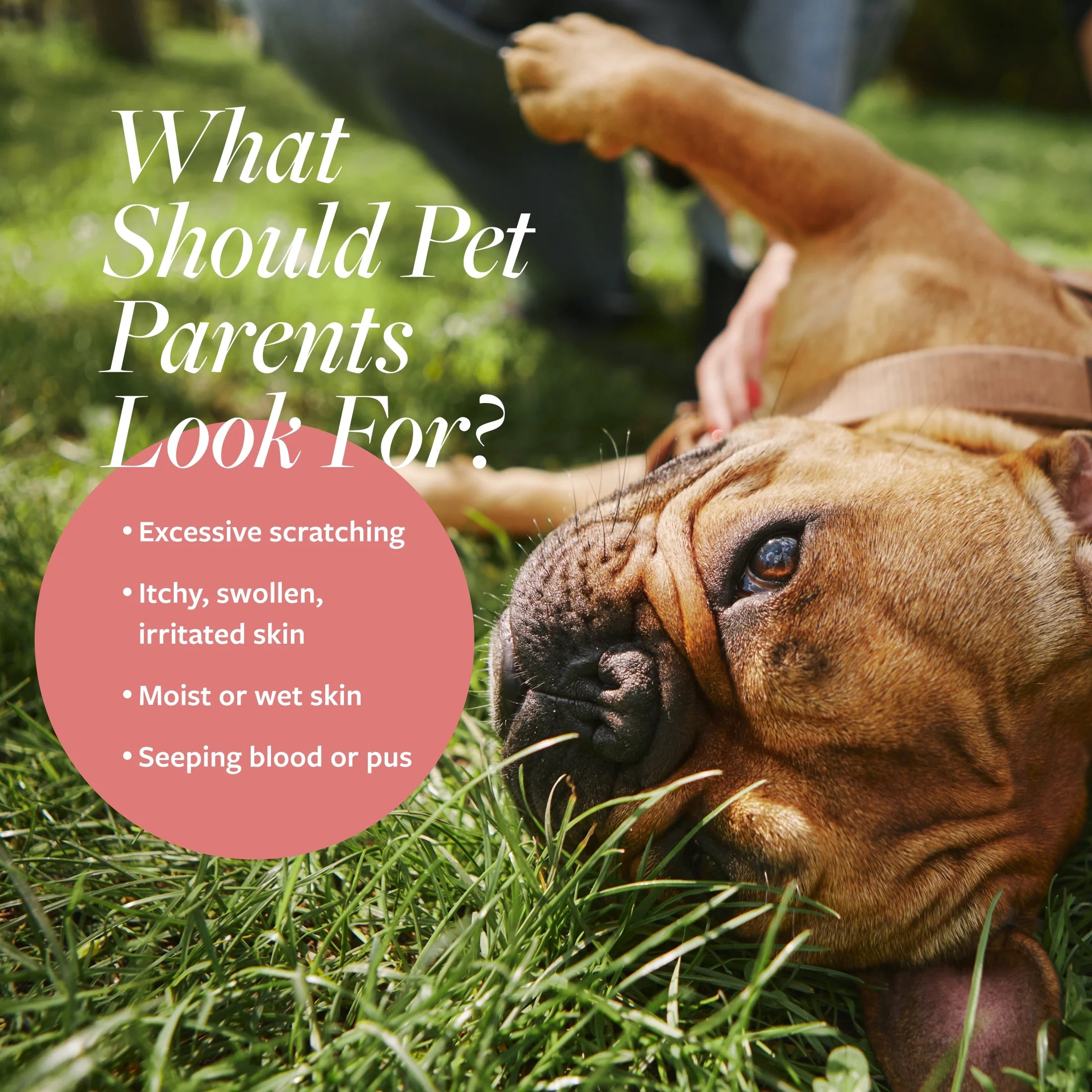 Clinical Care Hot Spot and Itch Relief Medicated Spray for Dogs and Cats, 8 Oz.