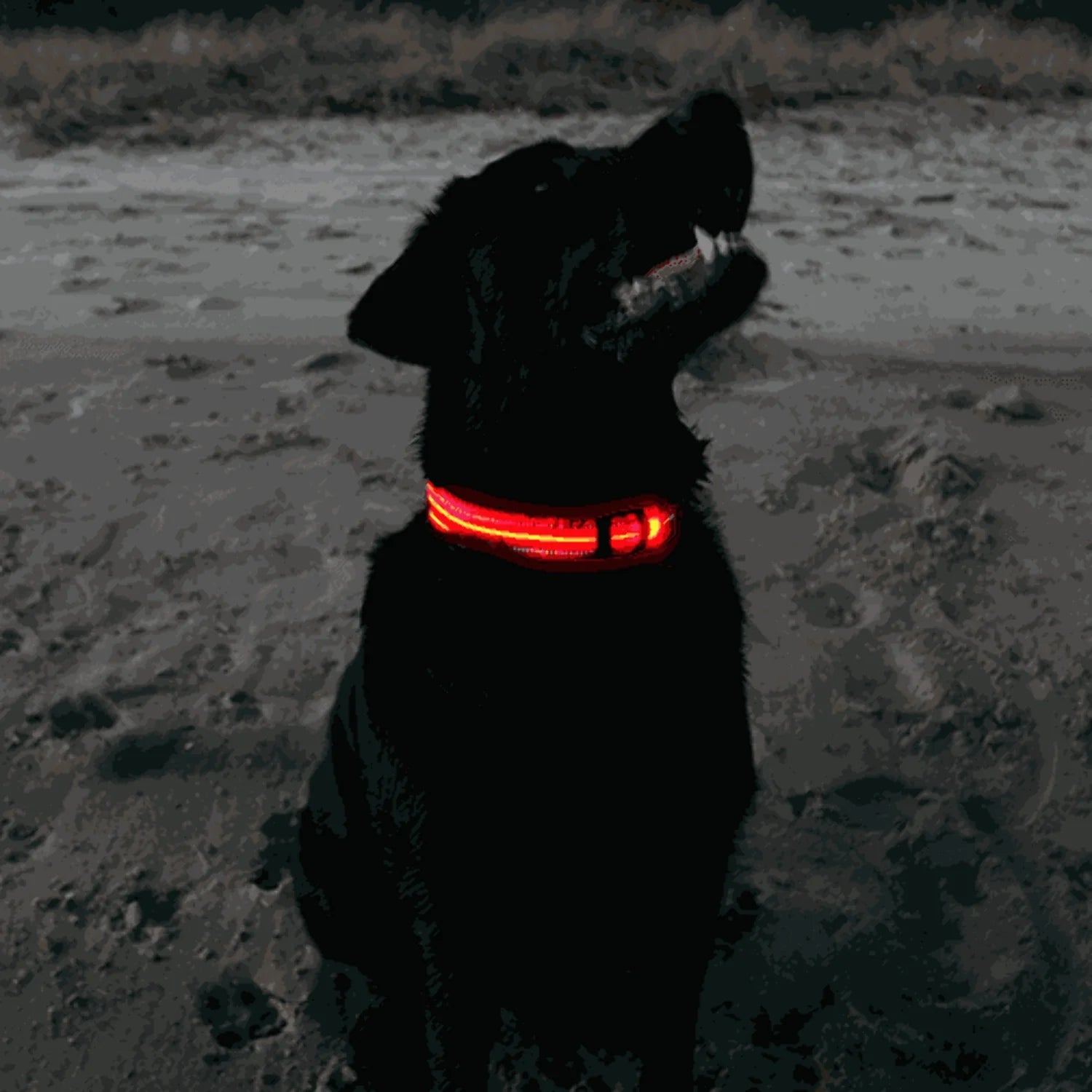 Rechargeable L.E.D Light up Safety Dog Collar